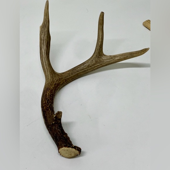 Vintage Upper Peninsula Michigan Deer Antler 12.1oz/344g - Picture 2 of 16